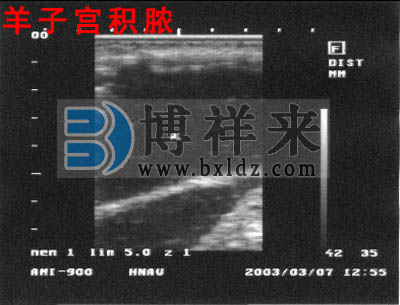 母羊子宮積濃羊用B超測(cè)孕儀圖像