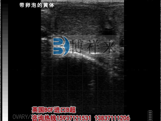 牛用B超檢測(cè)帶卵泡黃體影像圖