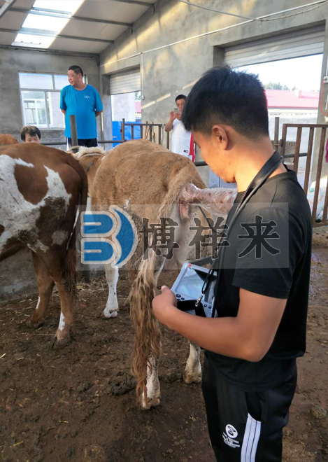 肉牛用B超BXL-V20培訓(xùn)現(xiàn)場