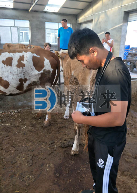 肉牛用B超BXL-V20培訓(xùn)現(xiàn)場