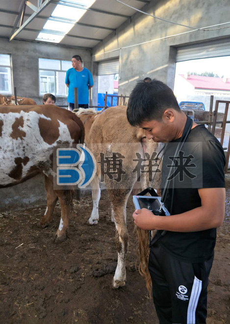 博祥來肉牛用B超BXL-V20培訓(xùn)現(xiàn)場