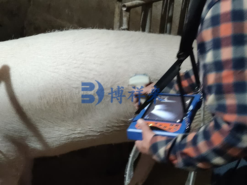 高清豬用B超儀