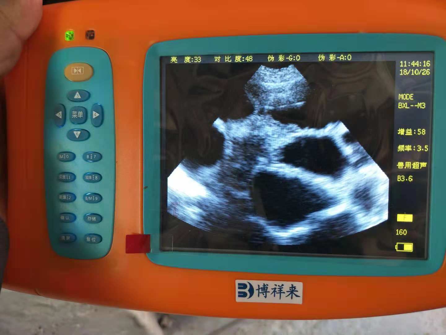 豬多胎檢測B超圖像